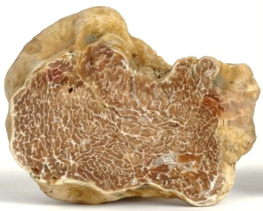 Corte transversal de uma Trufa Branca mostrando sua polpa bege com veios brancos finos. Detalhe que comprova a autenticidade da Tuber Magnatum Pico importada.