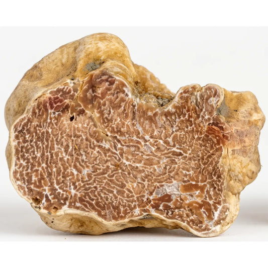 Corte transversal de uma Trufa Branca mostrando sua polpa bege com veios brancos finos. Detalhe que comprova a autenticidade da Tuber Magnatum Pico importada. pregiato tartufo
