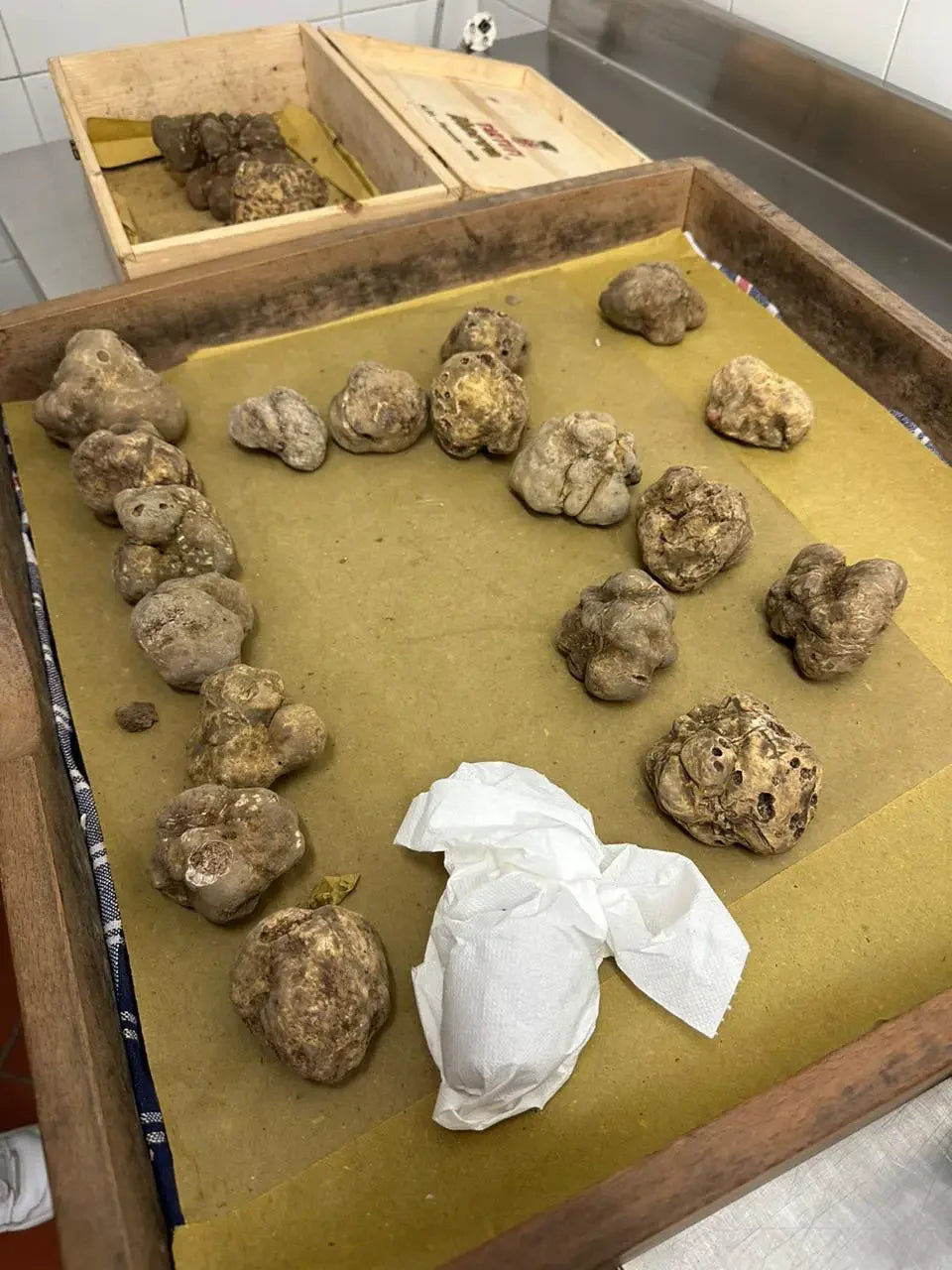 Caixa de madeira contendo Trufas Brancas de Alba (Tuber Magnatum Pico) frescas e importadas. O fungo mais raro e valioso do mundo, disponível para chefs exclusivos no Brasil através da Pregiato Tartufo.