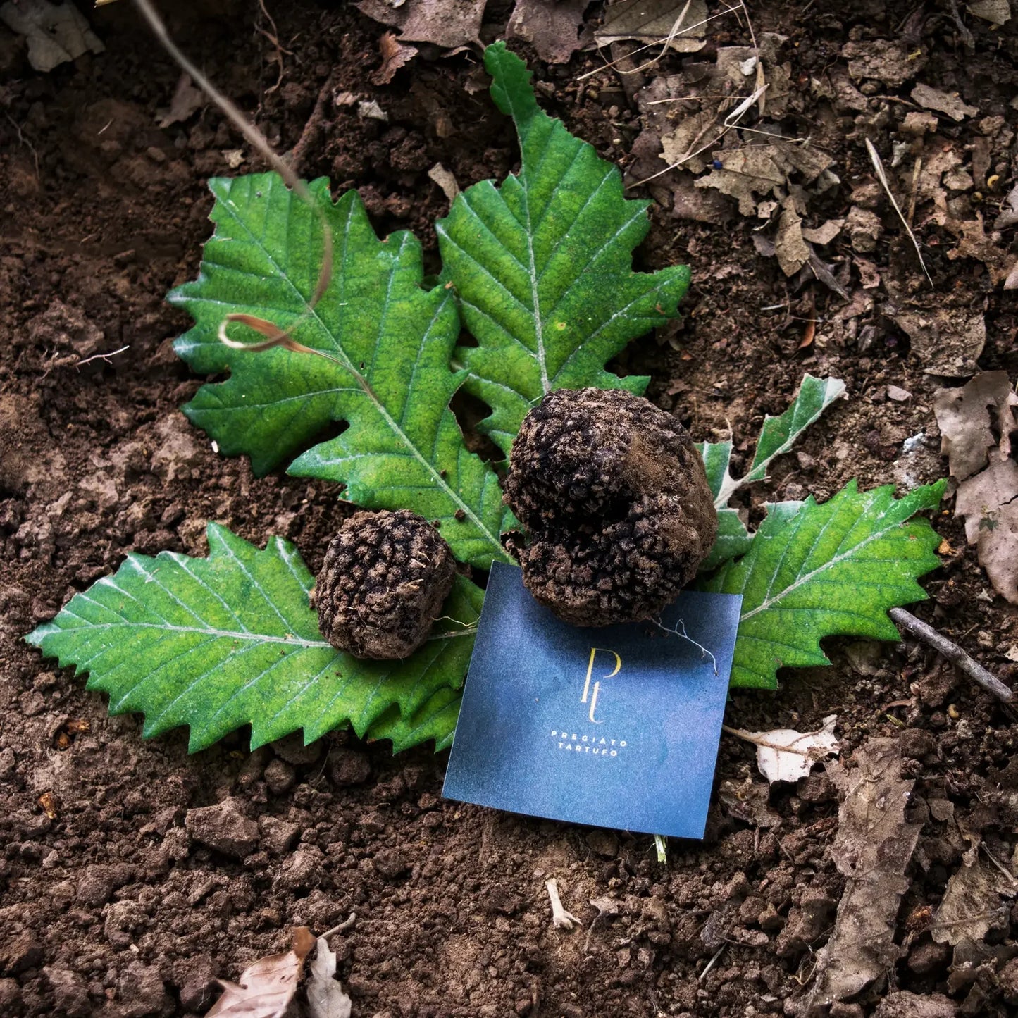 Duas trufas negras frescas e inteiras da marca gourmet Pregiato Tartufo, recém-colhidas e dispostas sobre folhas de carvalho verdes e solo rico da floresta. O cartão azul com o logotipo 'PT Pregiato Tartufo' está visível ao lado das trufas. Imagem perfeita para quem busca comprar trufas negras naturais de alta qualidade e origem garantida