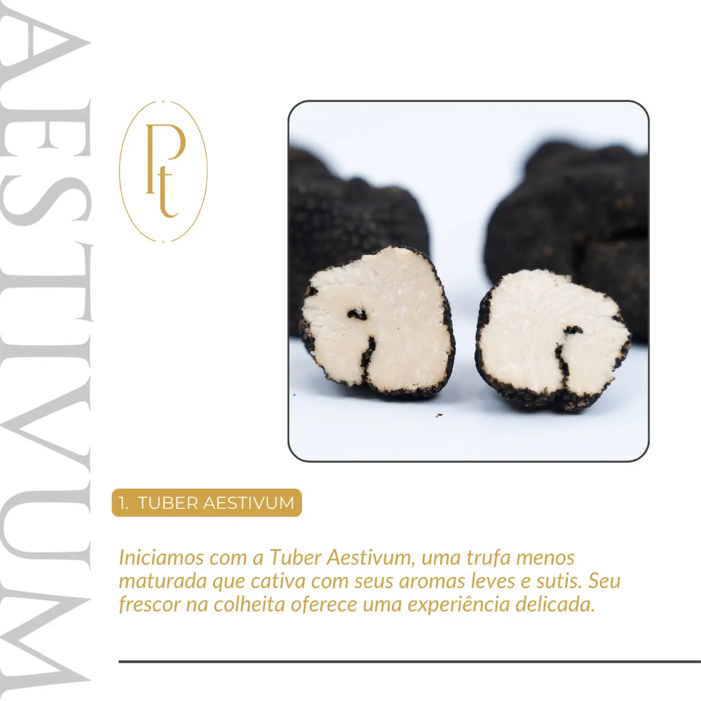 Card informativo da Pregiato Tartufo sobre a Tuber Aestivum. Título: '1. TUBER AESTIVUM'. Descrição detalhando que é uma trufa de verão, menos maturada, com aromas leves, sutis e frescor delicado. Guia essencial para conhecer as variedades de trufas.