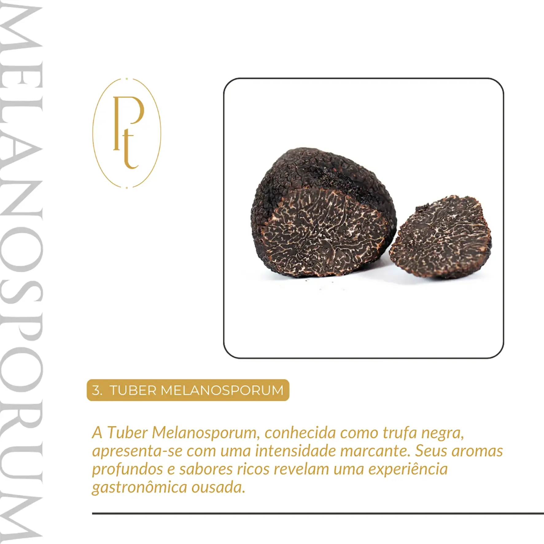 Card informativo da Pregiato Tartufo descrevendo a Tuber Melanosporum. Texto: 'Conhecida como trufa negra, apresenta-se com uma intensidade marcante. Seus aromas profundos e sabores ricos revelam uma experiência gastronômica ousada.' Ideal para quem quer saber o que é trufa negra