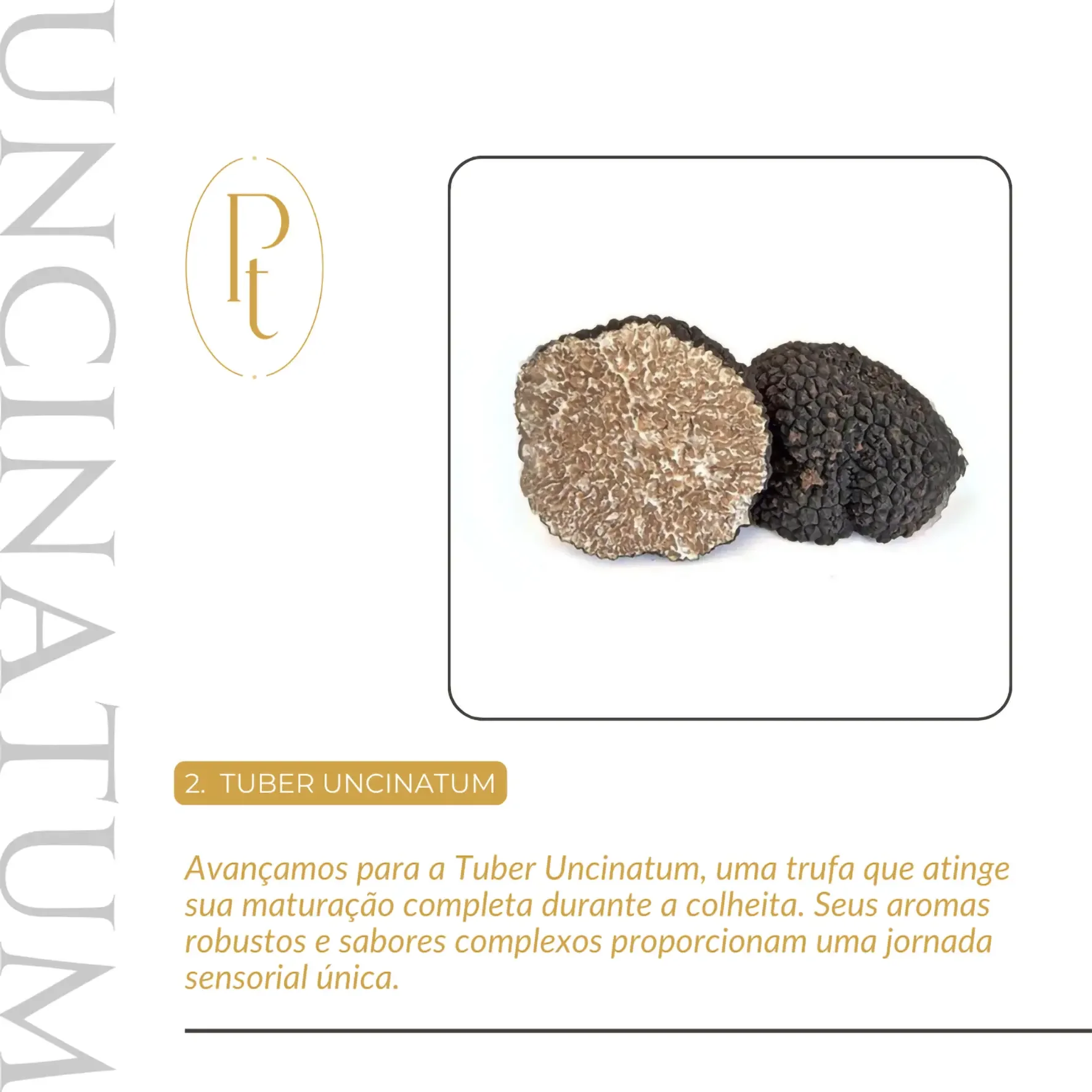 Card informativo da Pregiato Tartufo sobre a Tuber Uncinatum. Título: '4. TUBER UNCINATUM'. Texto: 'Conhecida como trufa negra de outono, possui aroma intenso e sabor marcante. Ideal para pratos que pedem personalidade e sofisticação.' Informações essenciais sobre a espécie.
