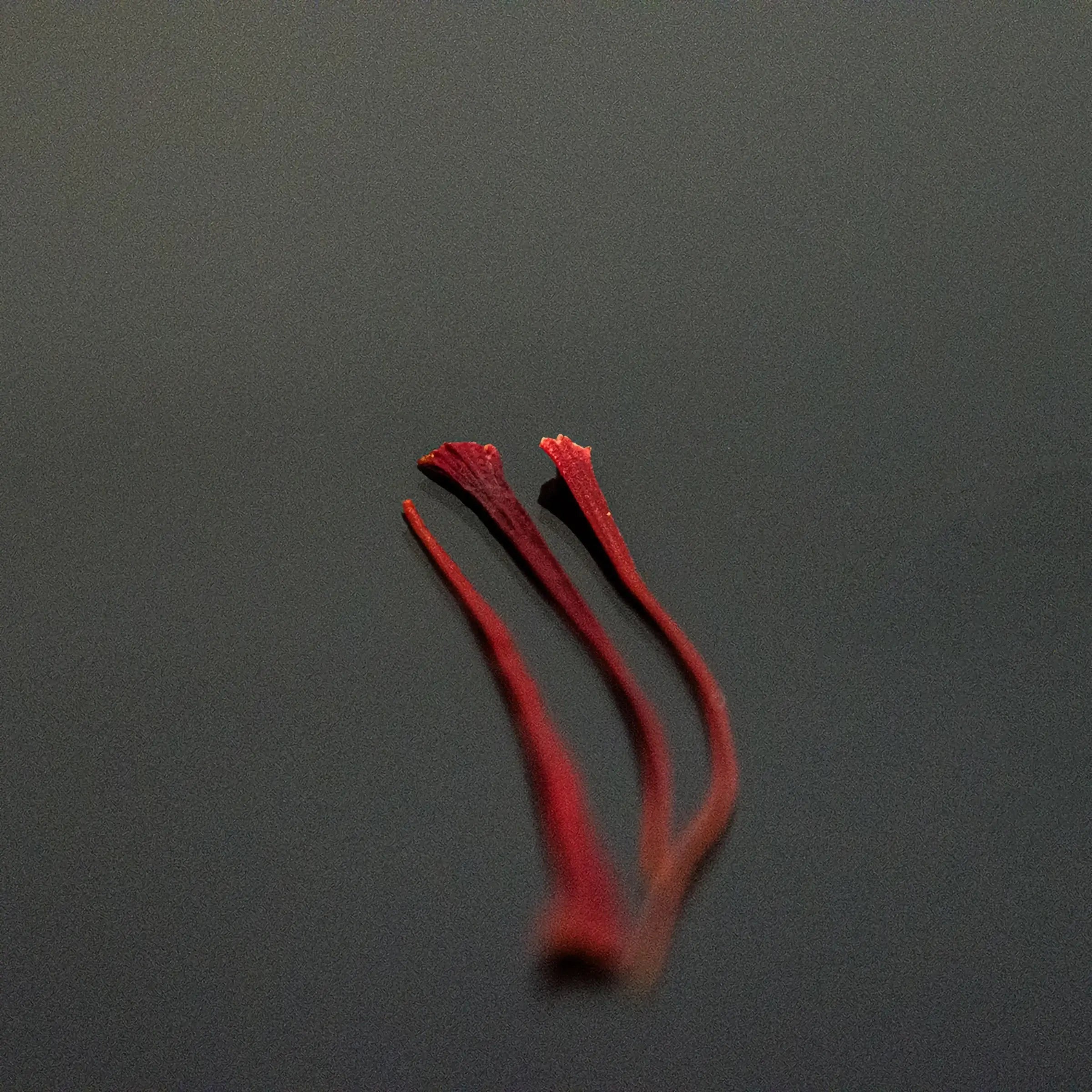 Close-up artístico e macro de três estigmas (pistilos) de açafrão de cor vermelho-intenso e pontas trompete, dispostos verticalmente em um fundo cinza-escuro e suavemente desfocado. O foco nítido na qualidade e na forma perfeita dos fios de açafrão sublinha a pureza e o poder aromático do produto. Uma foto minimalista de alta qualidade para promover os produtos gourmet da Pregiato Tartufo no Brasil