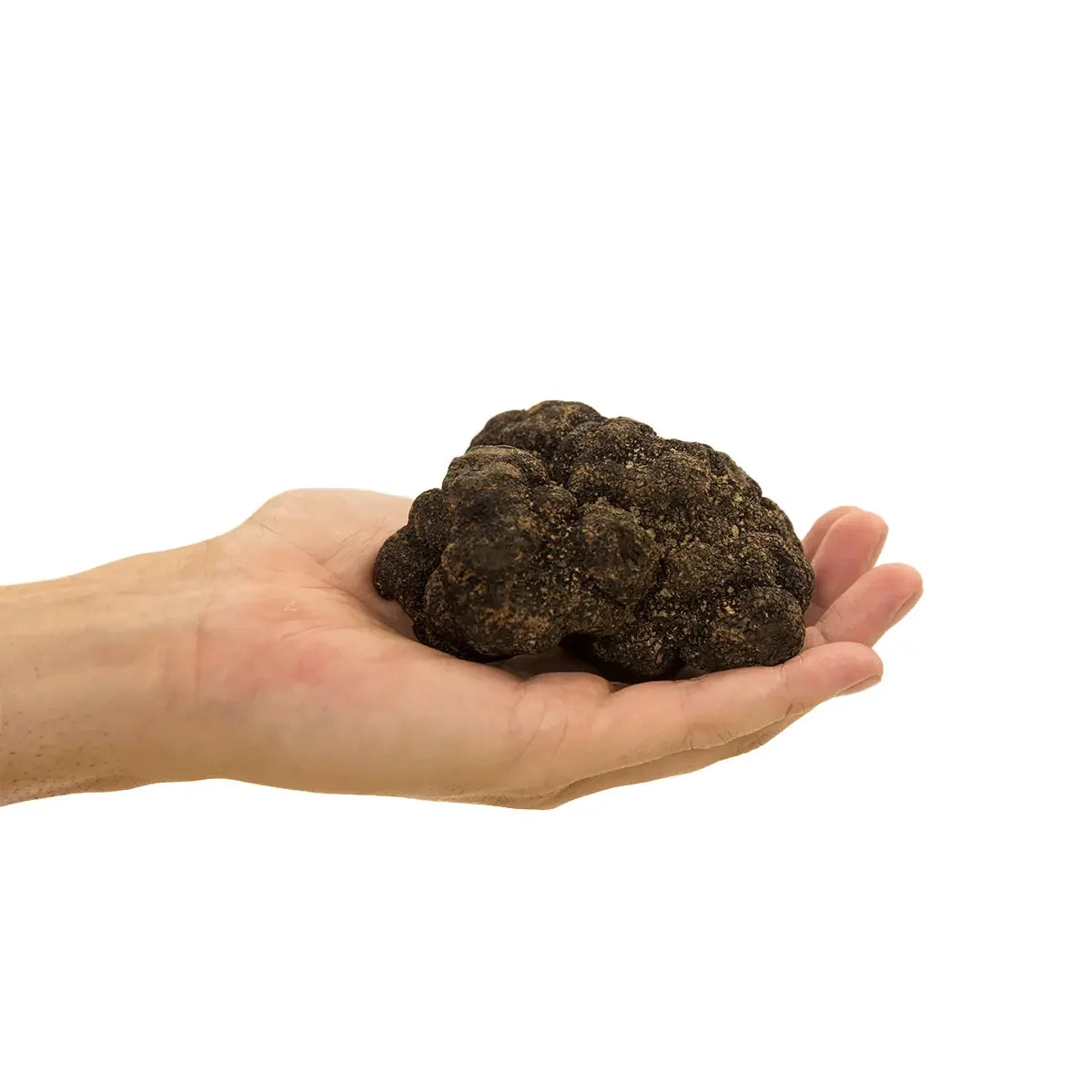 Mão segurando uma grande trufa negra de verão (Scorzone) fresca. Demonstração do tamanho e da qualidade dos fungos importados pela Pregiato Tartufo, prontos para serem ralados sobre massas e risotos.