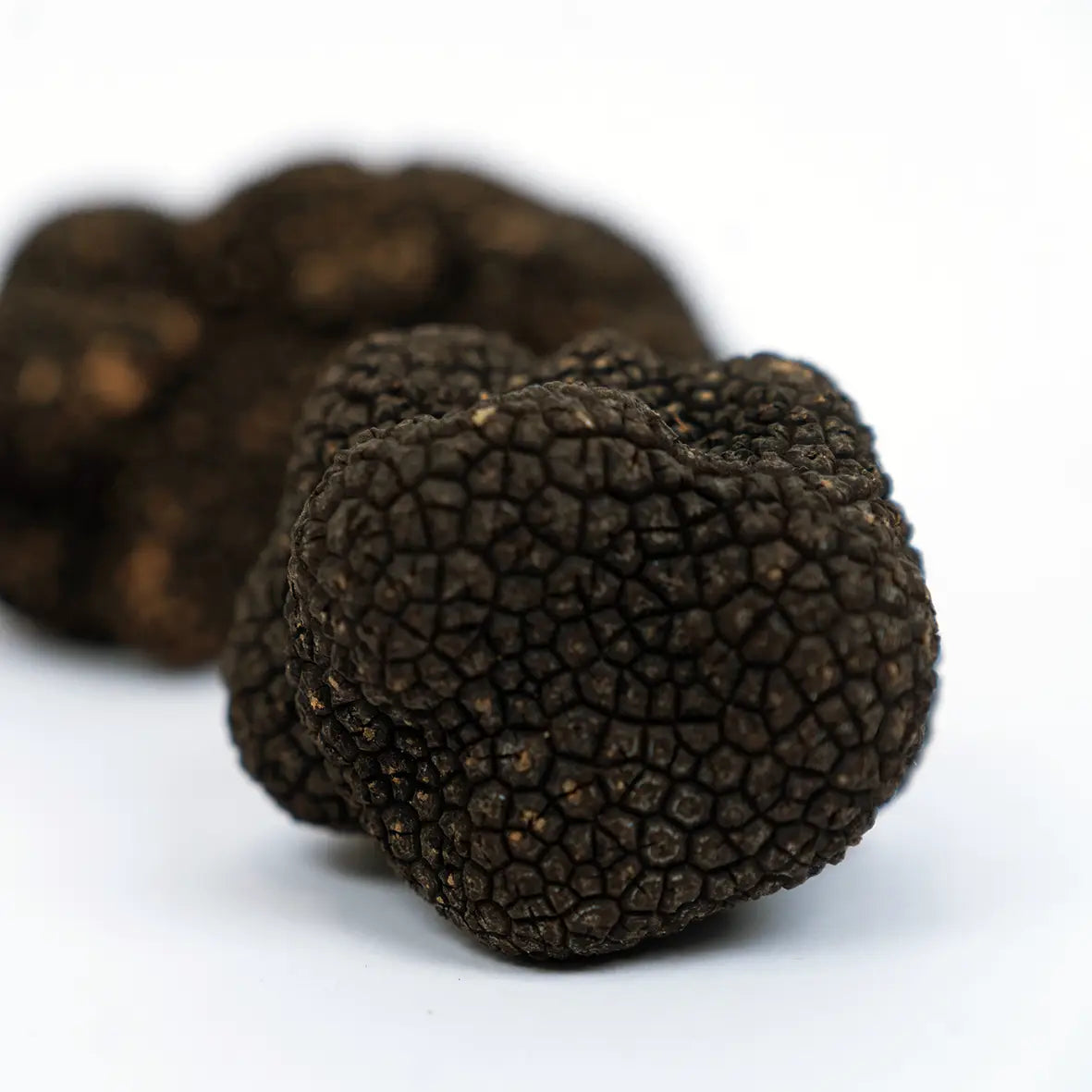Tartufo italiano autêntico, mostrando uma trufa negra fresca em destaque