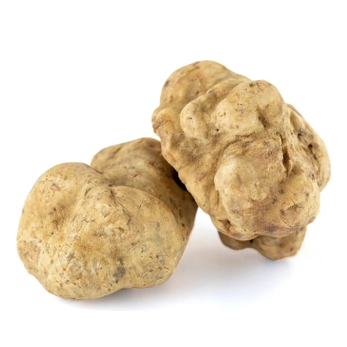 trufa branca (tartufo bianco) alba para pregiato tartufo no brasil em italia