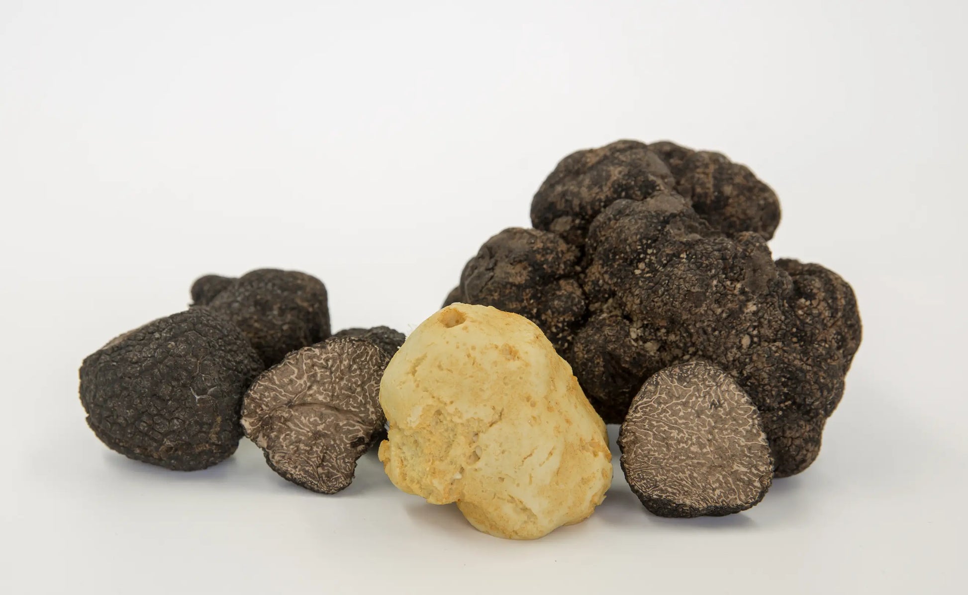 Trufas brancas e inverno frescas recém-colhidas nas florestas do Piemonte, prontas para pré-venda no Brasil.