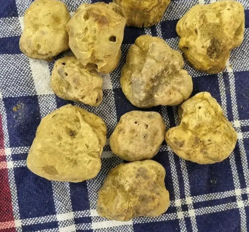 Trufa branca fresca de temporada, com perfume inconfundível que transforma pratos em experiências únicas.
withe truffle on the cotton fabric