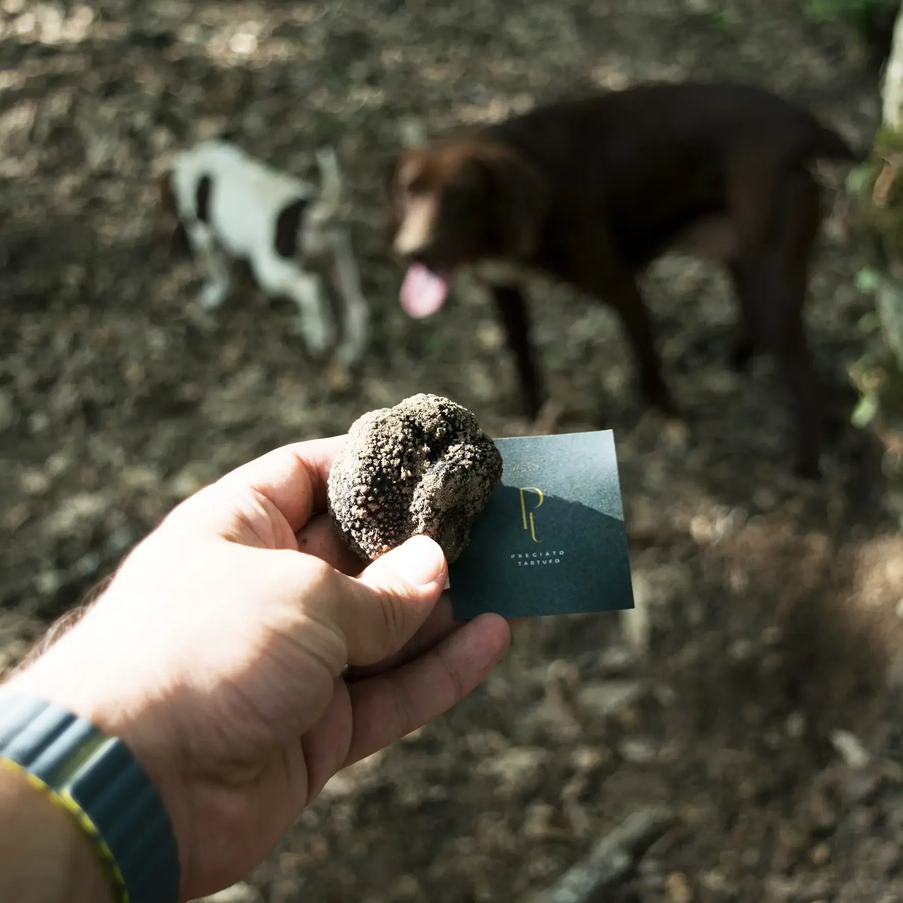 Mão segurando uma trufa negra de inverno (Tuber melanosporum) fresca recém-colhida e o cartão da marca Pregiato Tartufo. Ao fundo, cães de caça às trufas (Lagotto Romagnolo) na floresta, demonstrando a colheita tradicional. A melhor opção para quem busca comprar trufas autênticas e frescas de alta gastronomia.