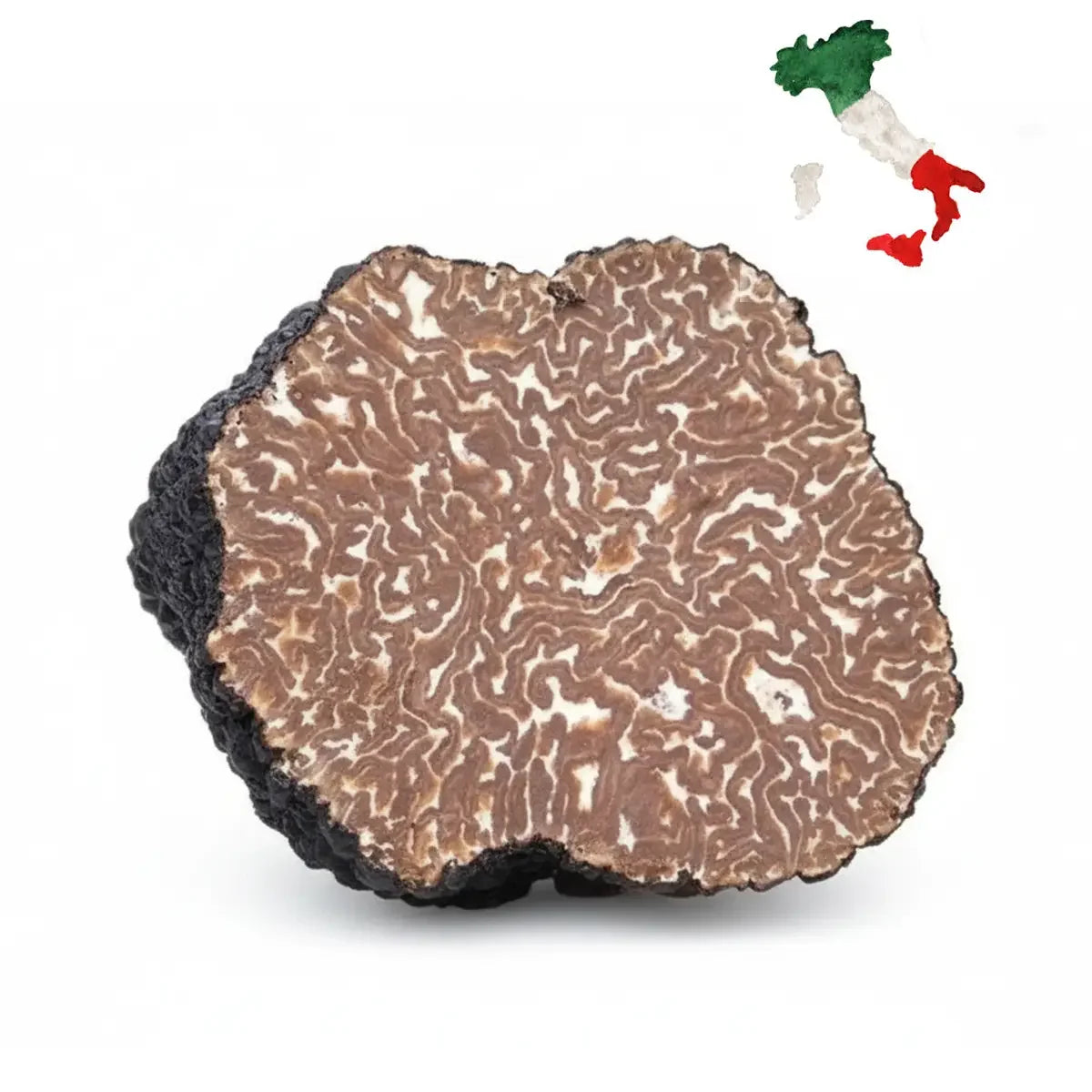 Exemplar de trufa negra de outono (Tuber Uncinatum) inteira e limpa. Ao fundo, ilustração do mapa da Itália e o logotipo 'PT Pregiato Tartufo' com o nome científico 'TUBER UNCINATUM'. Produto autêntico importado da Itália para o Brasil.
