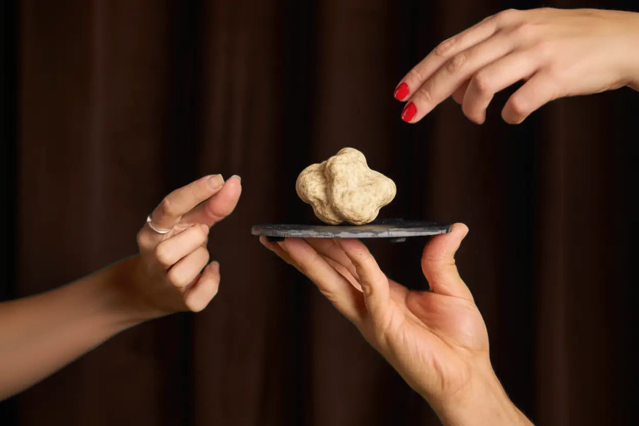 Mãos de clientes selecionando e tocando uma pequena e requintada trufa branca de Alba, da marca Pregiato Tartufo, sobre um prato de pedra preta, tendo como pano de fundo uma luxuosa cortina marrom-escura. Um símbolo de qualidade e luxo no mundo das trufas.