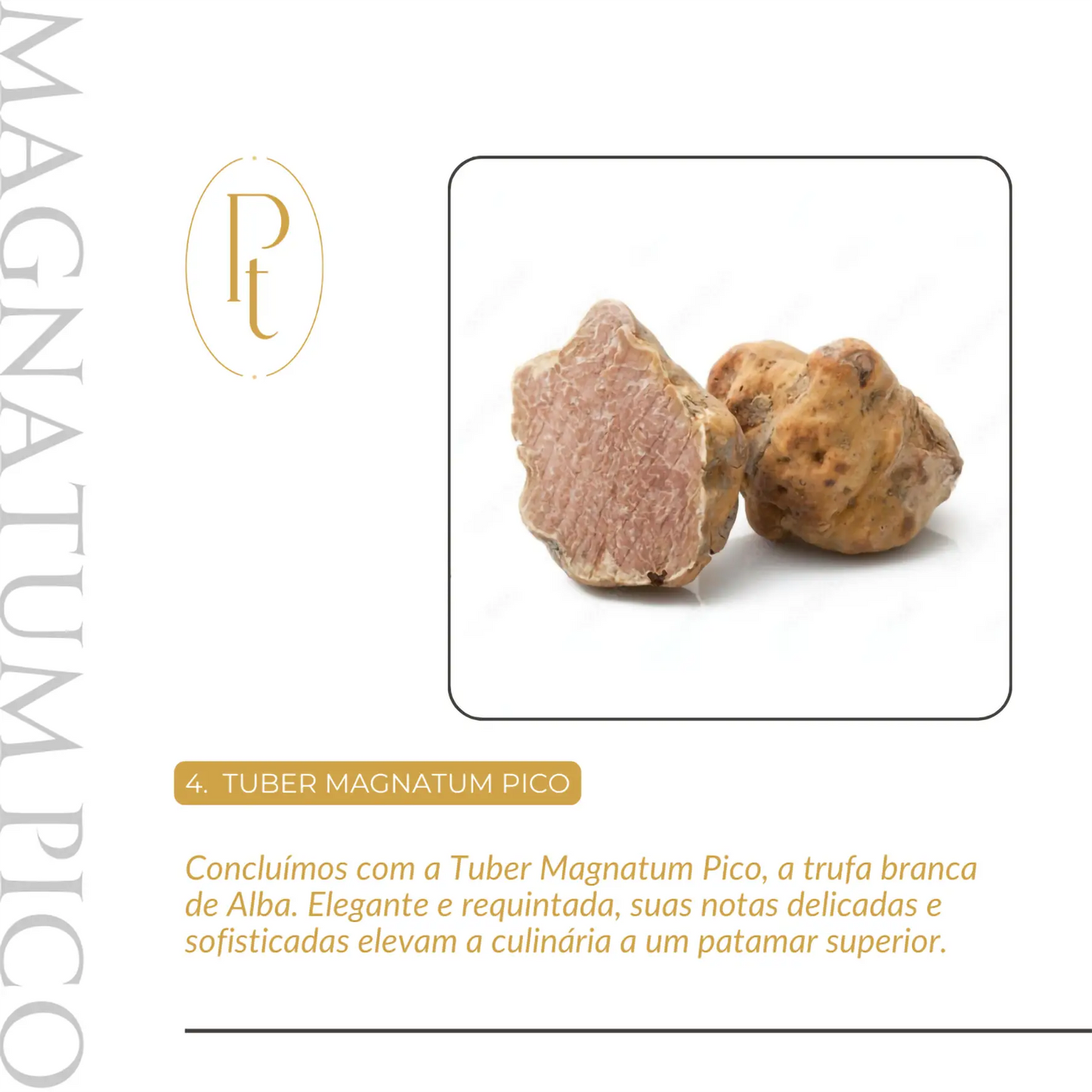 Trufa Branca Fresca – Pré-venda